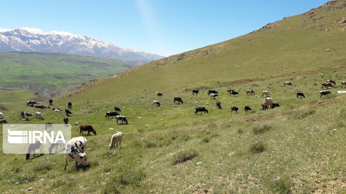 خبرنگاران هزینه بالا، مرتعداران خراسان شمالی را از بیمه خبرنگاران هزینه بالا، مرتعداران خراسان شمالی را از بیمه فراری داده است