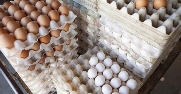 ضدعفونی تخم مرغ های بسته بندی شده با فناوری