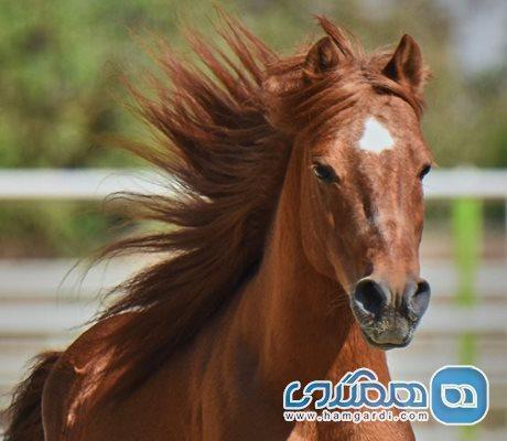 پرونده پرورش سنتی اسب کاسپین در گیلان برای ثبت ملی آماده می گردد