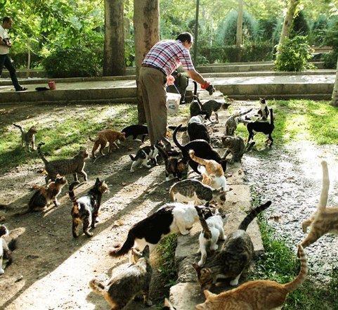 غذادهی به حیوانات ممنوع، 11 نکته درباره تبعات غذادهی به حیوانات غذادهی به حیوانات ممنوع، 11 نکته درباره تبعات غذادهی به حیوانات