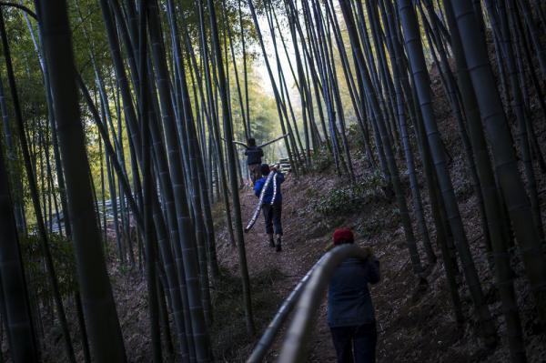 جنگل های سر به فلک کشیده بامبو در چین