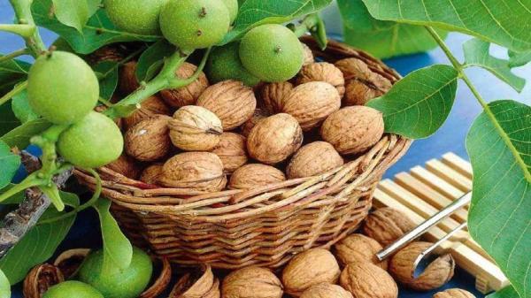 برداشت گردو از 6 هزار و 200 هکتار باغات چهارمحال و بختیاری برداشت گردو از 6 هزار و 200 هکتار باغات چهارمحال و بختیاری