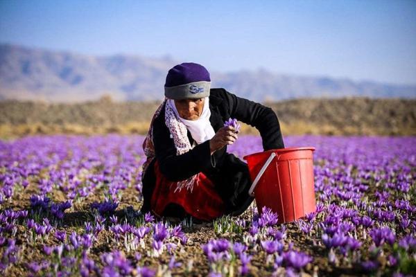 سفری عطرآگین: کشف زیبایی های زعفران و گلاب گیری در دل طبیعت ایران سفری عطرآگین: کشف زیبایی های زعفران و گلاب گیری در دل طبیعت ایران