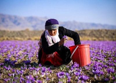 سفری عطرآگین: کشف زیبایی های زعفران و گلاب گیری در دل طبیعت ایران